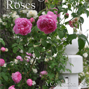 Heritage Roses<br><i>A Collection of Essays and Lessons</i>